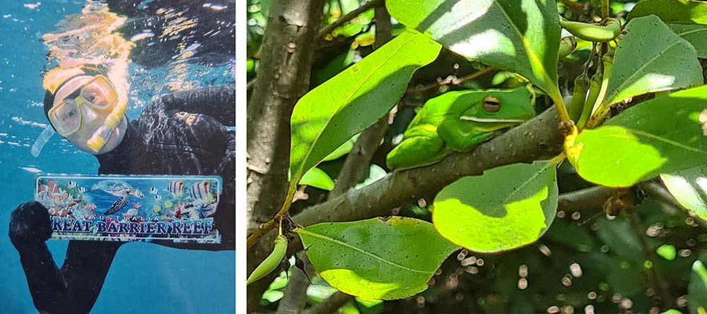 woman underwater holding great barrier reef sign and green tree frog among leaves