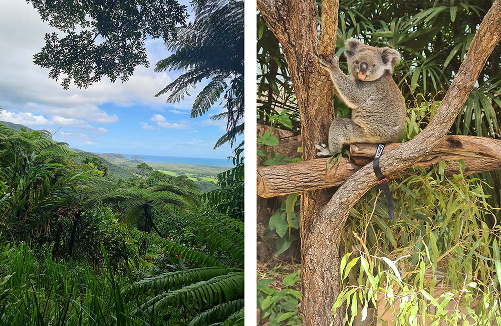 Rainforest view and koala in a tree